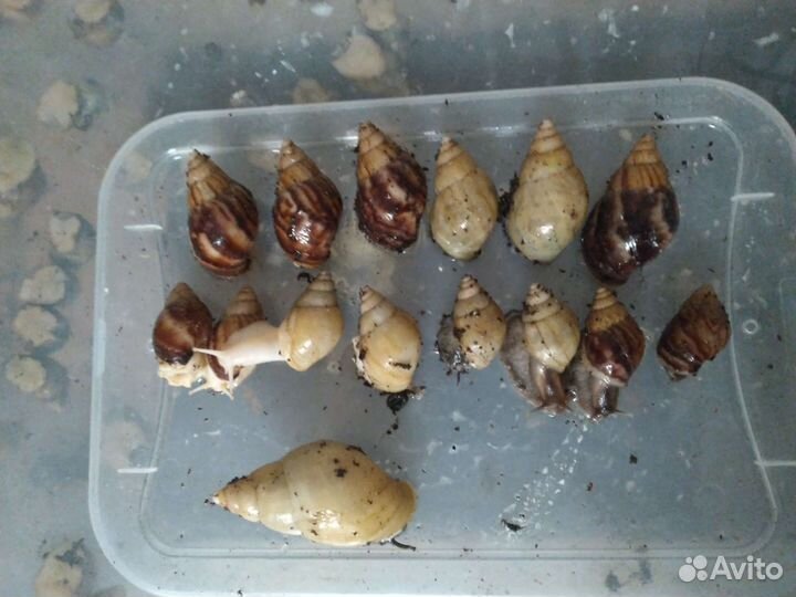 Улитки ахатины