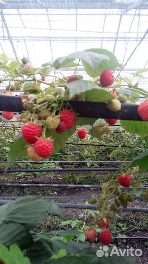 Саженцы малины Маравилла