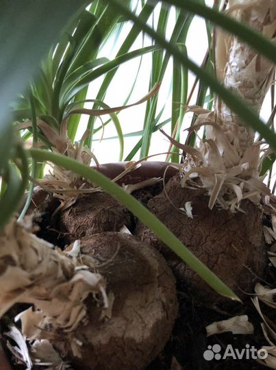 Нолина (бокарнея)