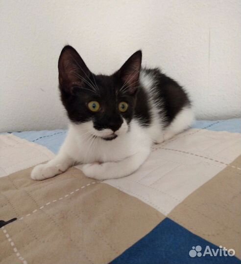 Кошечки подростки ищут дом