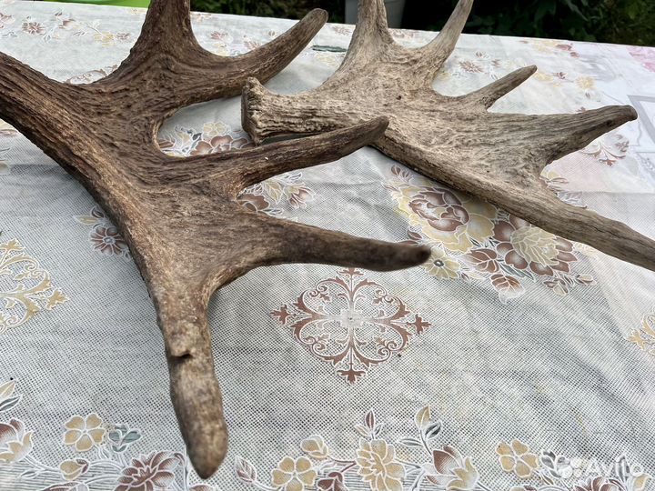 Рога лося натуральные, 3 кг