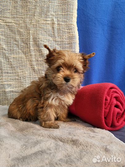 Русская салонная собака золотой йорк девочки