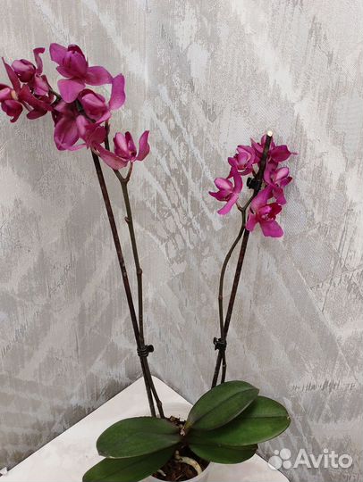 Орхидея Паваротти трилипс с закрытой точкой роста
