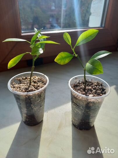 Каламондин или цитрофортунелла привитый