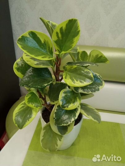 Пеперомия вариегатная