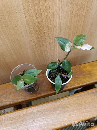 Цветы разные (часть 2) и семена адениума