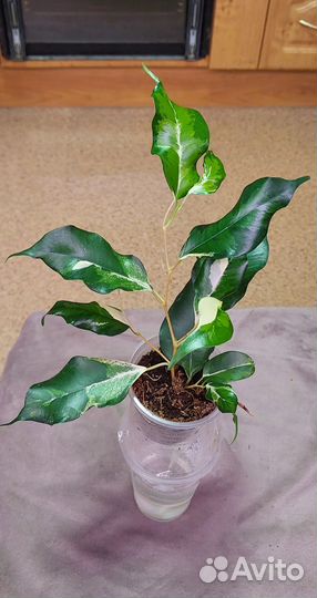 Сортовые фикусы