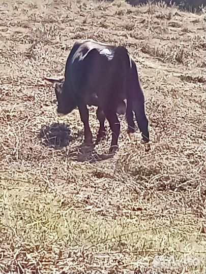 Продаëтся бычки