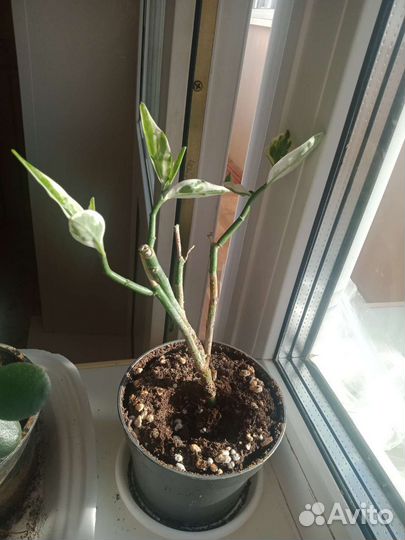 Педилантус, амарилис, алоэ