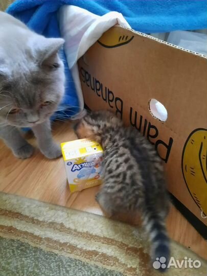 Британские котята