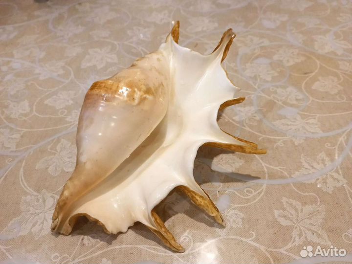 Ракушки для аквариума