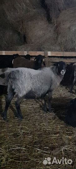 Ягнята дорперы