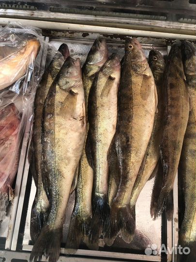 Рыба судак,карп,сазан