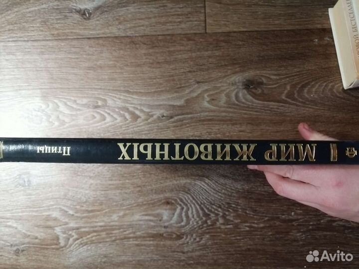 Мир животных птицы