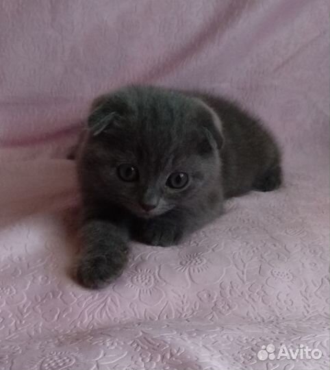 Шотландская вислоухая