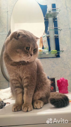 Шотландский кот вязка