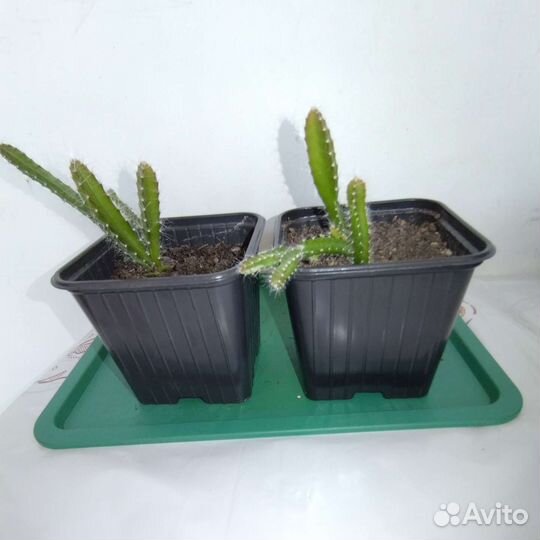 Питахайя белая, красная и желтая