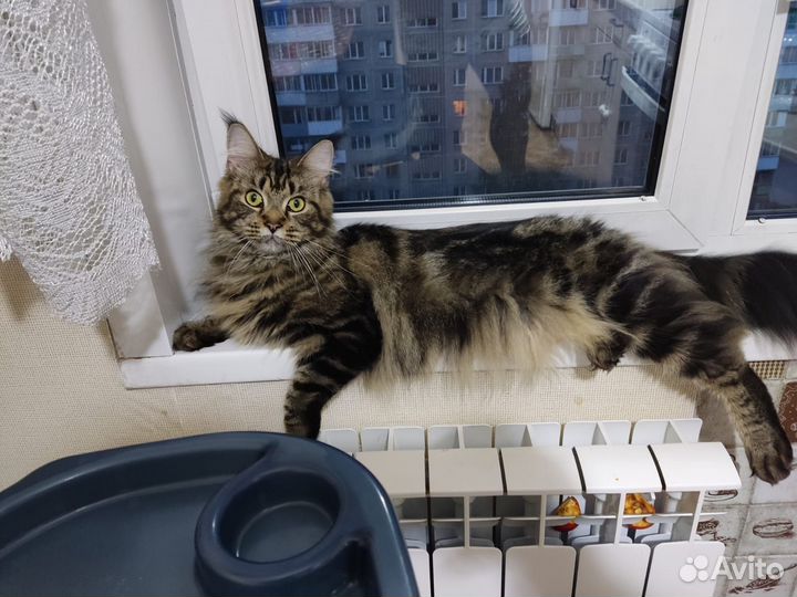 Котёнок Мейн-кун
