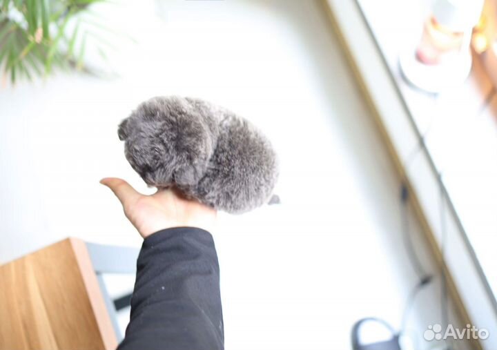 Той-пудель из Кореи