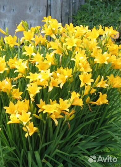 Многолетники для сада