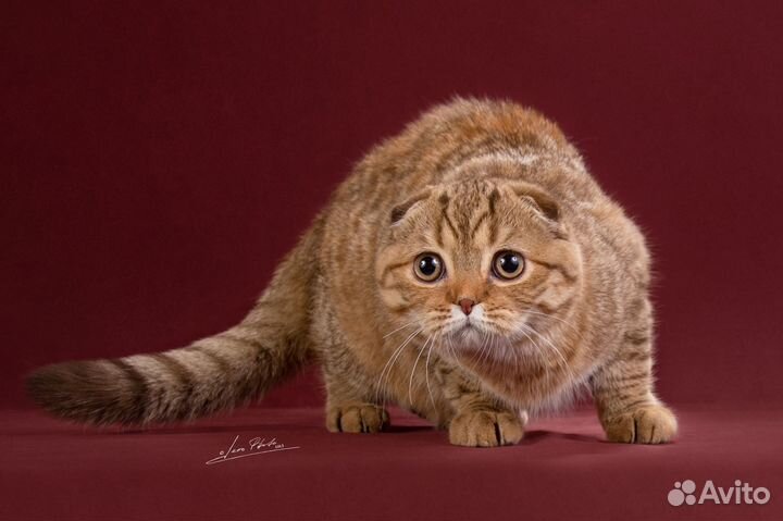 Шоколадные черепаховые кошечки, котята шоу-брид