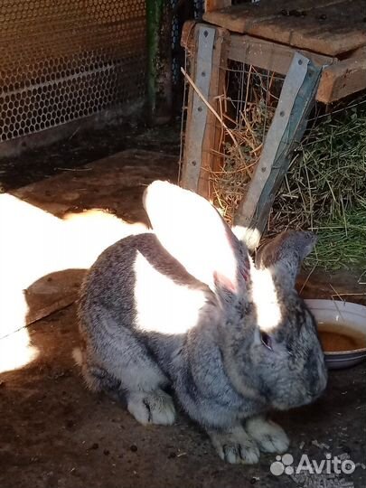 Кроль для потомства