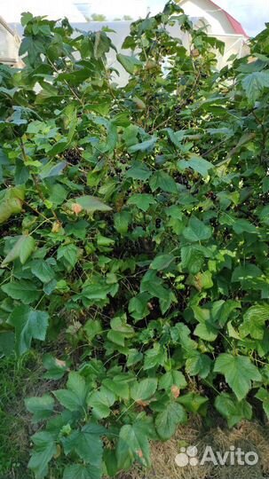 Ягоды чёрной смороды