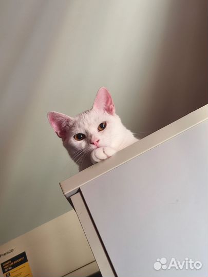 Отдам бесплатно кота