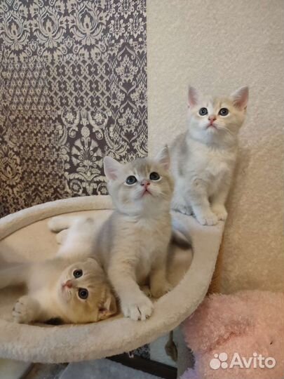 Шотландские прямоухие котята шиншиллы