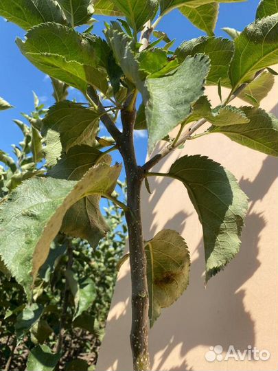 Саженцы яблони Иноред стори М-9