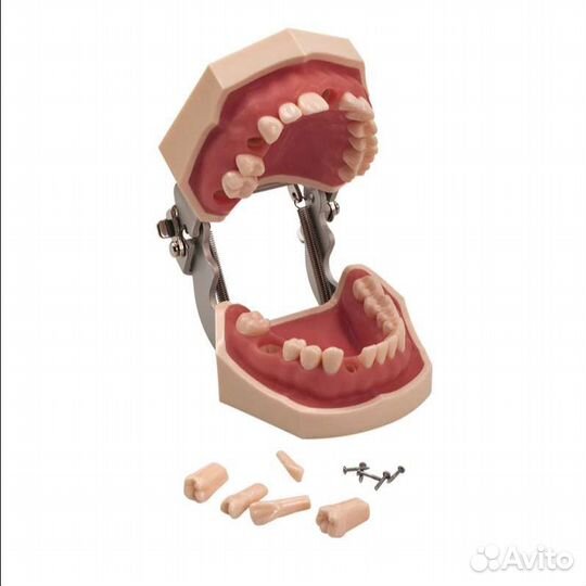 Челюсть фантом