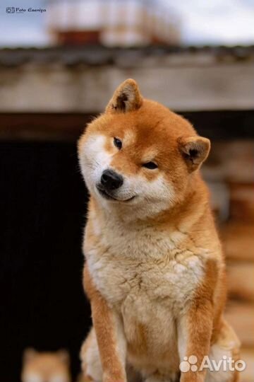 Щенок Сиба- Ину девочка