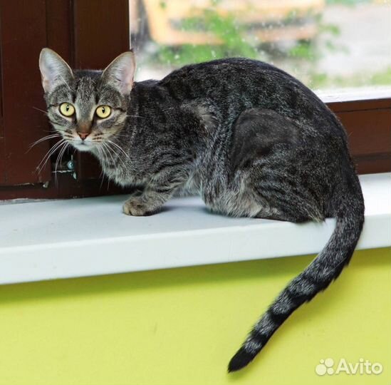 Котята, кошечки в дар