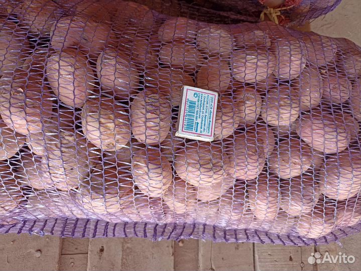 Семенной картофель ред соня