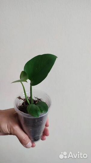 Эпипремнум зеленый