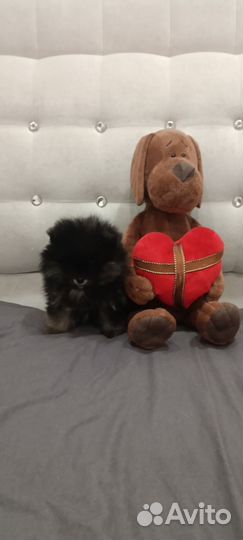 Померанский шпиц тип мишка мини