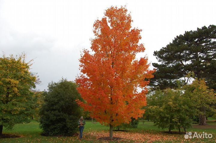 Клён остролистный, саженцы с питомника