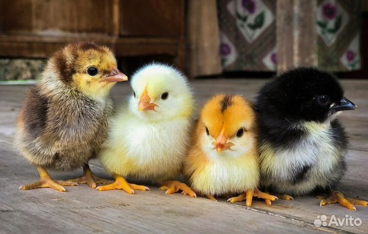 Цыплята легбар,леггорн,сильвер,хохлатая, голошейка