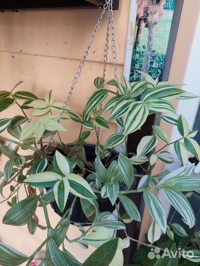 Традесканция