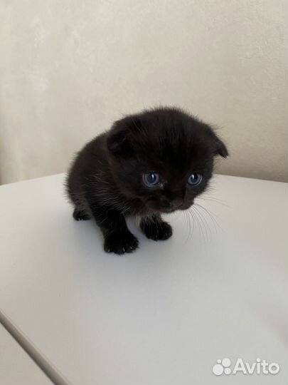 Шотландские вислоухие котята