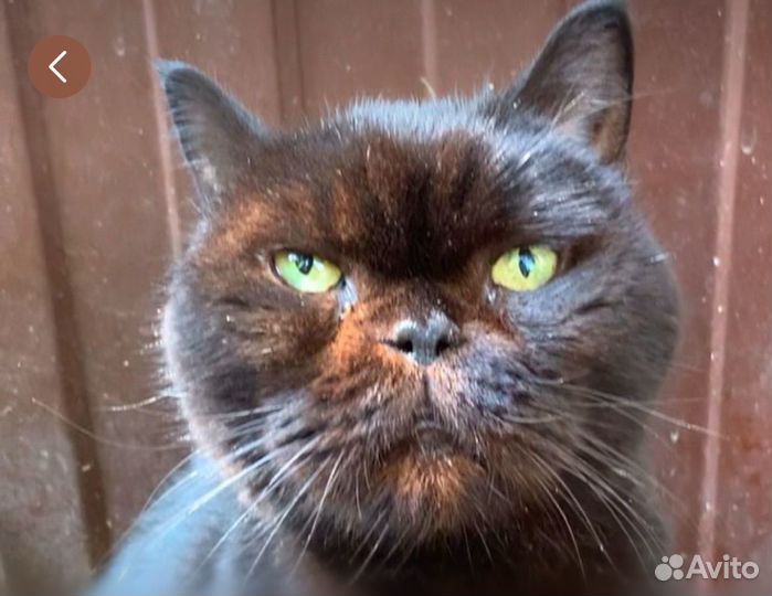 Экзот Тайсон ищет дом