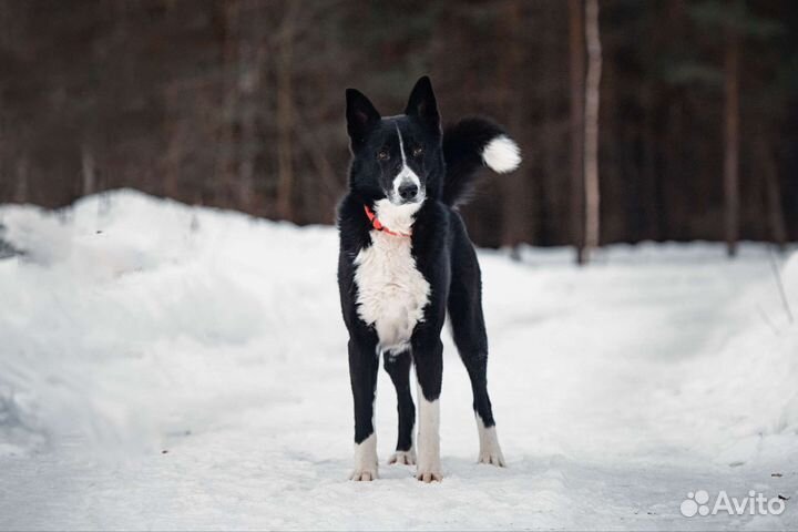 Русско европейская лайка