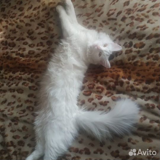 Котята турецкой ангоры