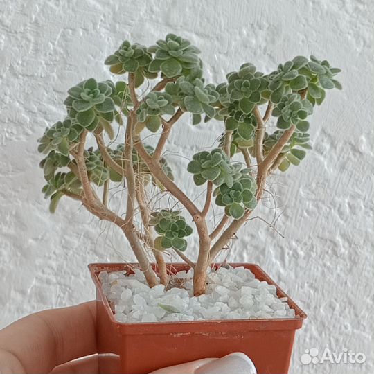 Кактусы и суккуленты