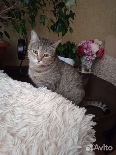 Стерильная кошечка