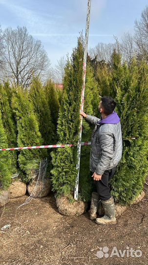 Туя смарагд экстра