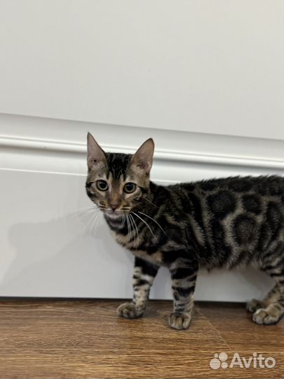 Бенгальская