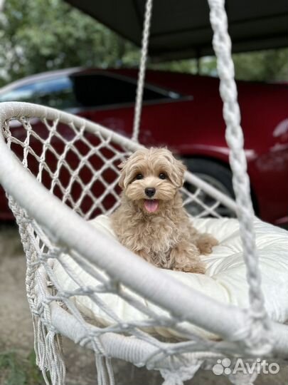 Мльтипу ф1 скор мелкий стандарт