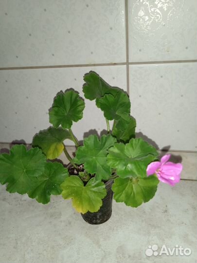 Пеларгония герань