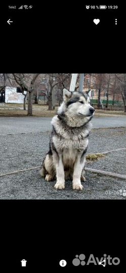 Приглашаем девочек на вязку